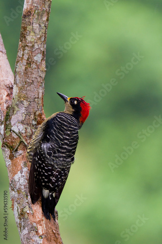 Black - cheeked Woodpecker © wollertz