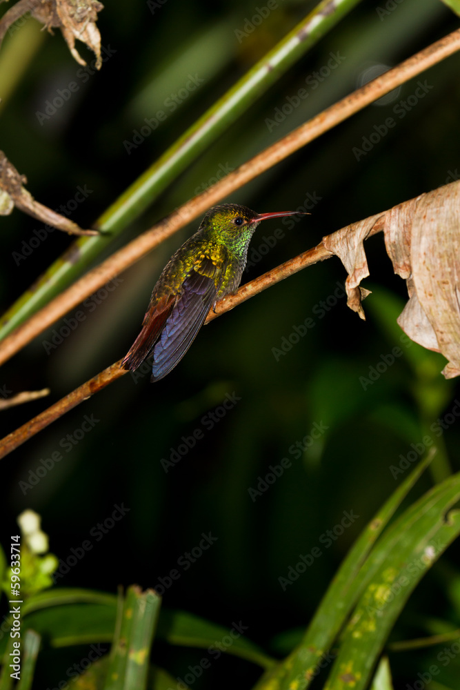 Fototapeta premium Humming bird