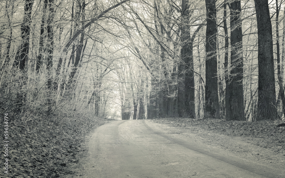 Forest road with first frost in December. Forest road with first frost in December.