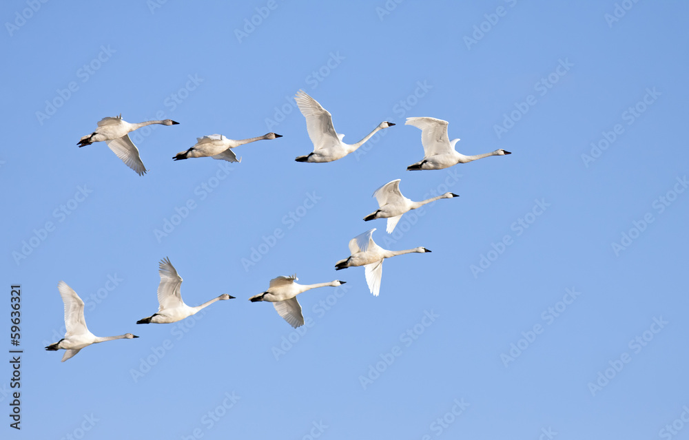 Obraz premium Tundra Swans in Flight