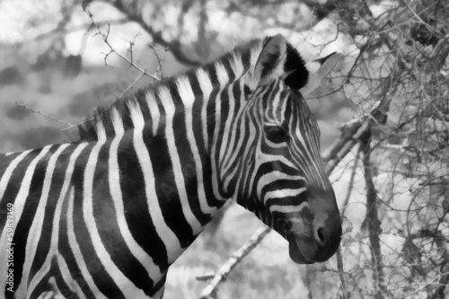 Zebra Head Side Profile Painting Balck and White
