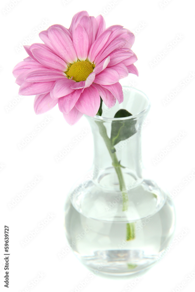 Flower in test-tube isolated on white Flower in test-tube isolated on white