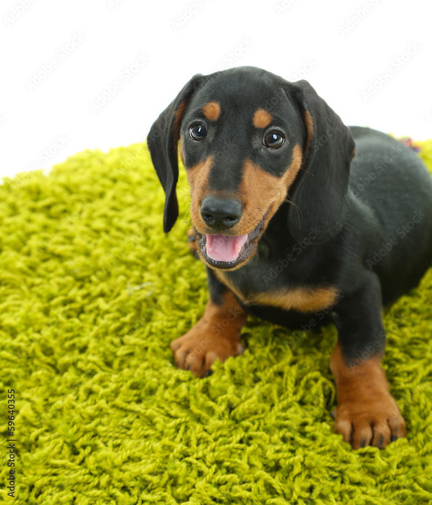 Cute dachshund puppy on green carpet, isolated on white Cute dachshund puppy on green carpet, isolated on white