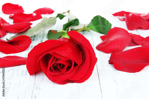 Beautiful red rose on wooden table close-up