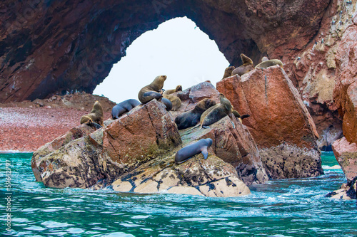 South American Sea lions relaxing on rocks of Ballestas