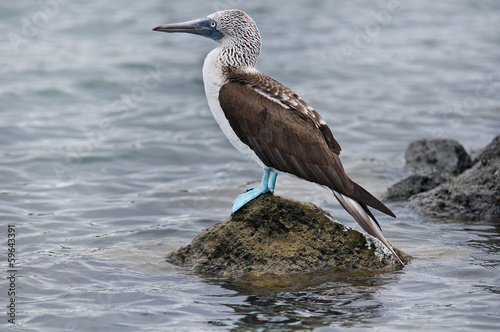 Bluefooted booby photo