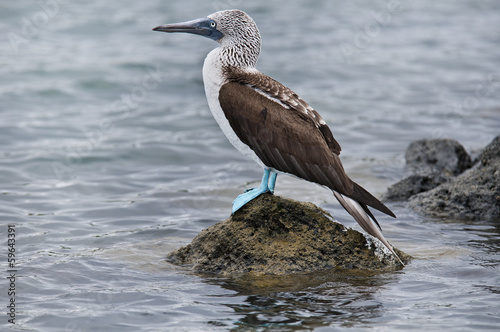Bild auf Leinwand Bluefooted booby