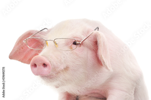 Portrait of a pig in glasses