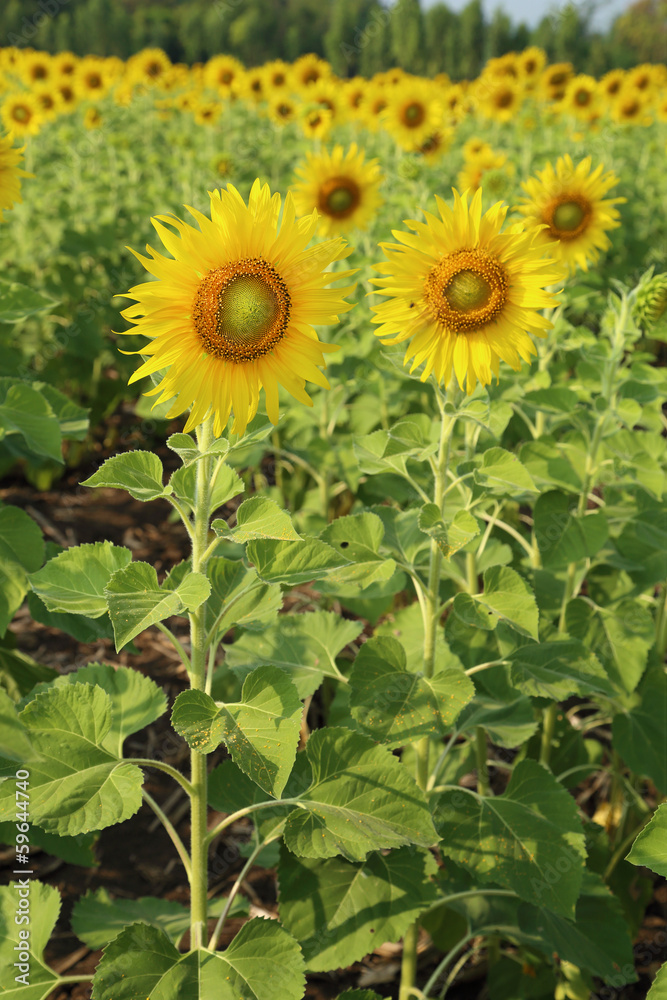 sunflower in the field sunflower in the field