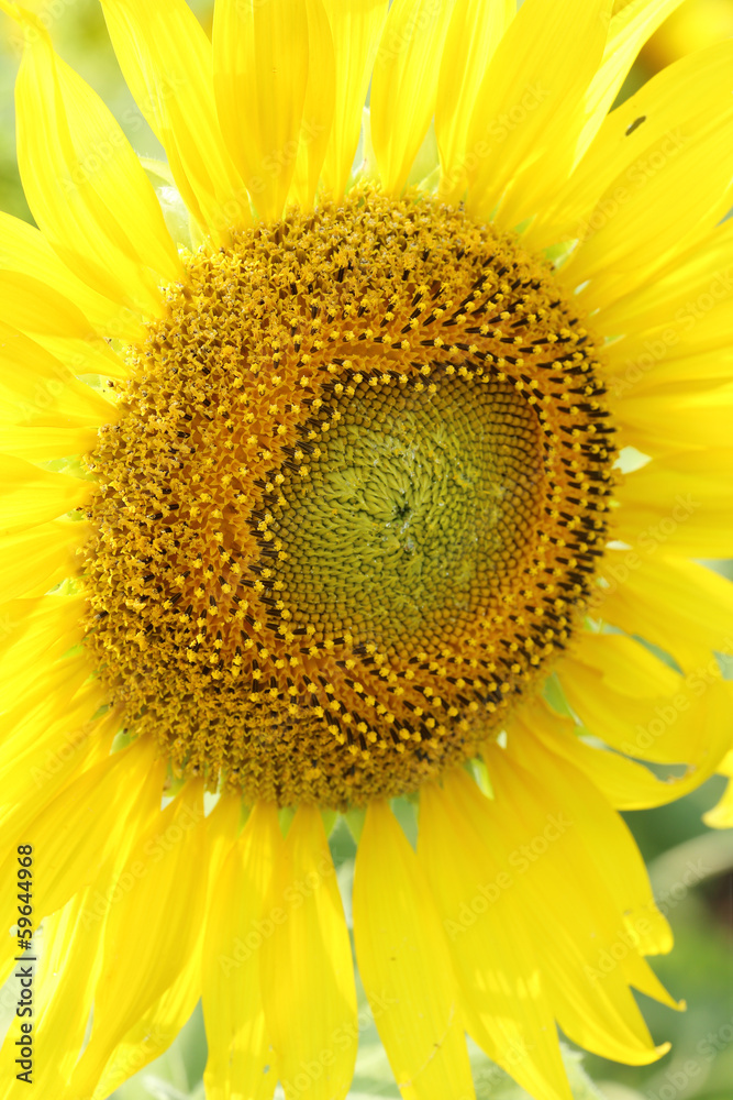 Naklejka premium close up of sunflower plant