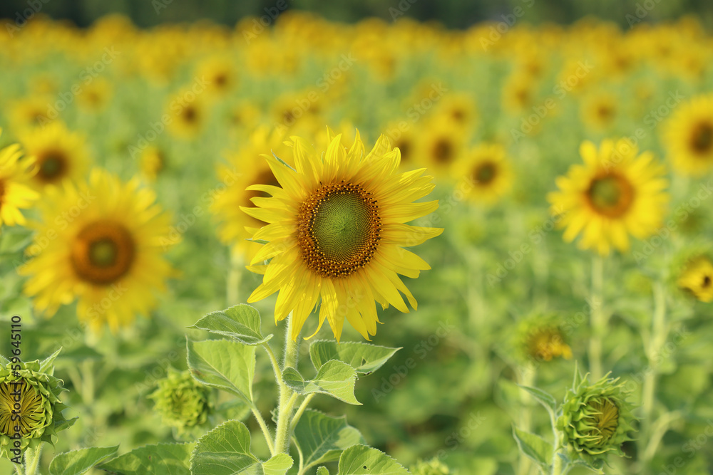 sunflower in the field