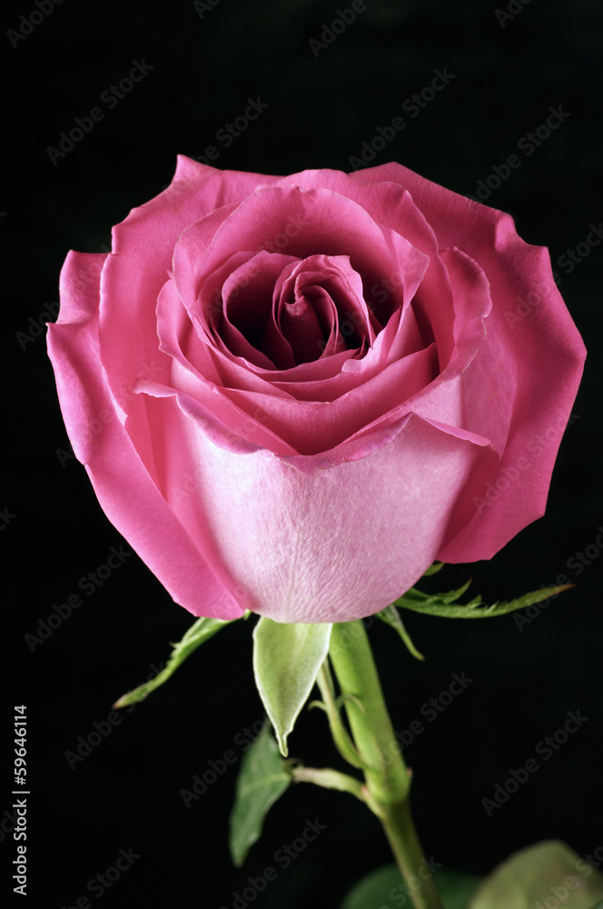 Fototapeta premium Rose on black