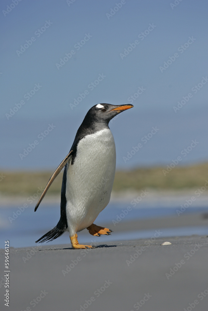 Fototapeta premium Gentoo penguin, Pygoscelis papua