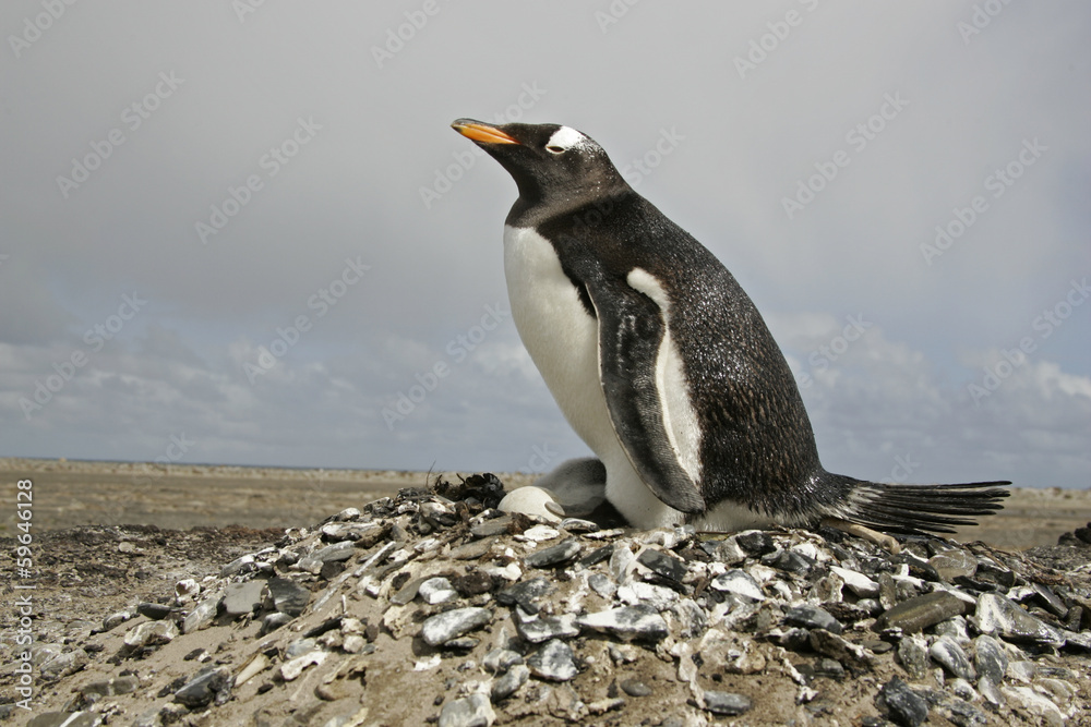Fototapeta premium Gentoo penguin, Pygoscelis papua