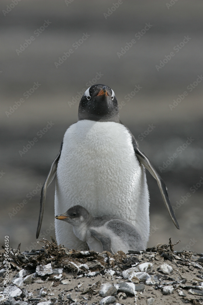 Fototapeta premium Gentoo penguin, Pygoscelis papua