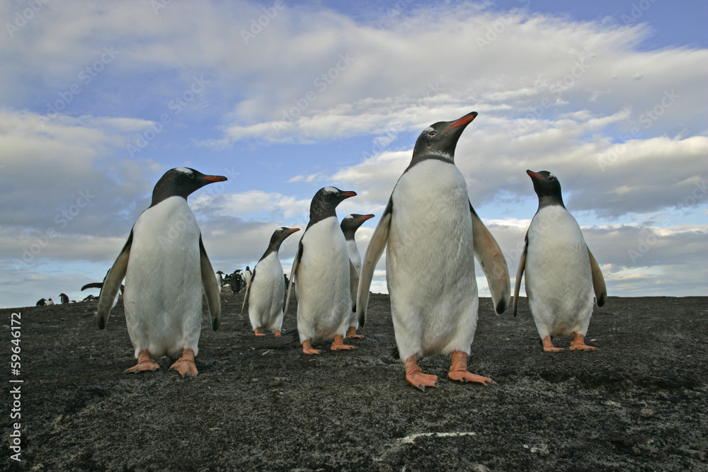 Fototapeta premium Gentoo penguin, Pygoscelis papua