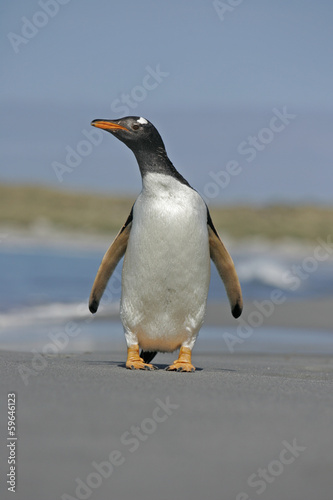 Gentoo penguin  Pygoscelis papua