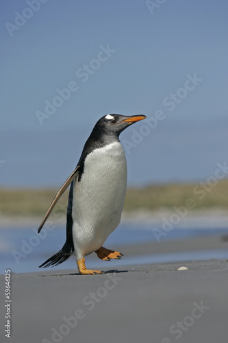 Gentoo penguin  Pygoscelis papua