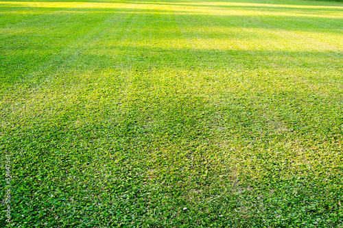 Green grass