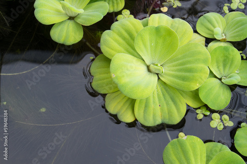 duckweed