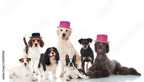 Canvas Print Hundeparty