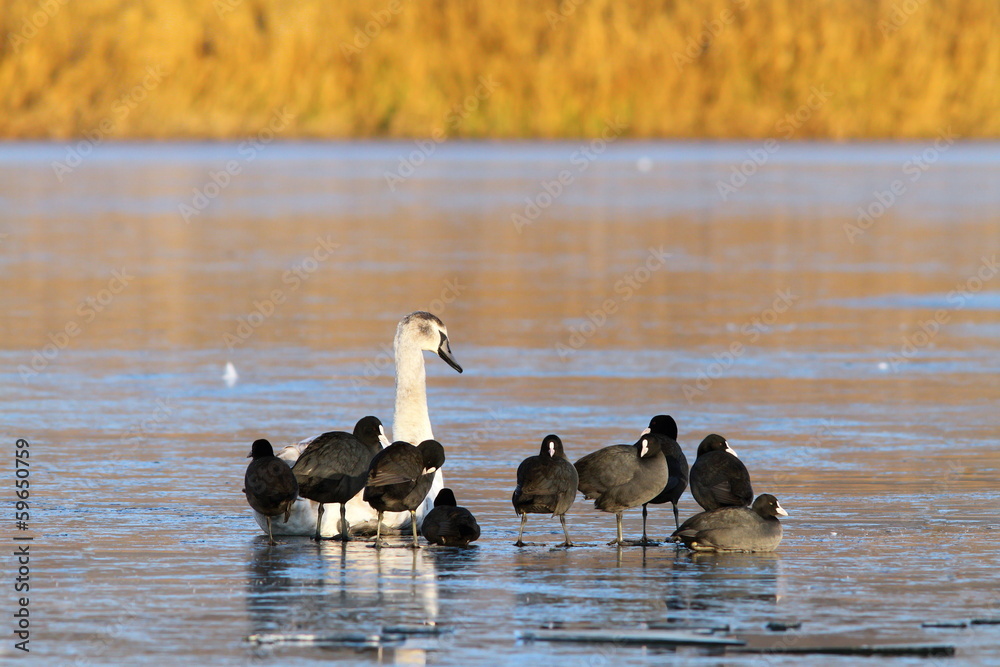 Fototapeta premium coots and swan standing together