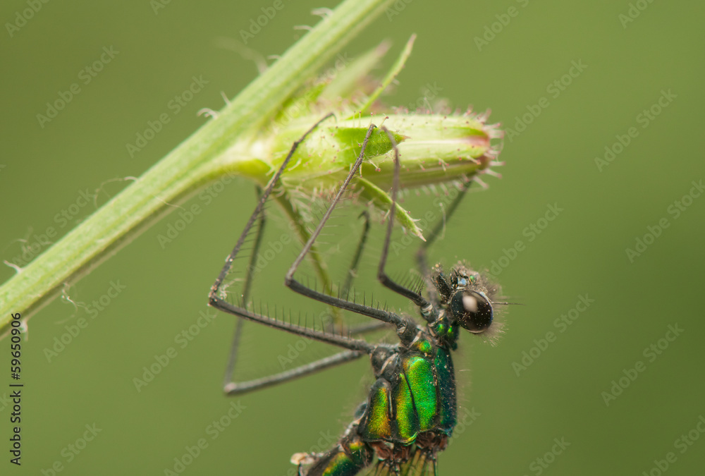 Dragonfly