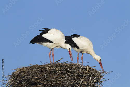 White stork pair
