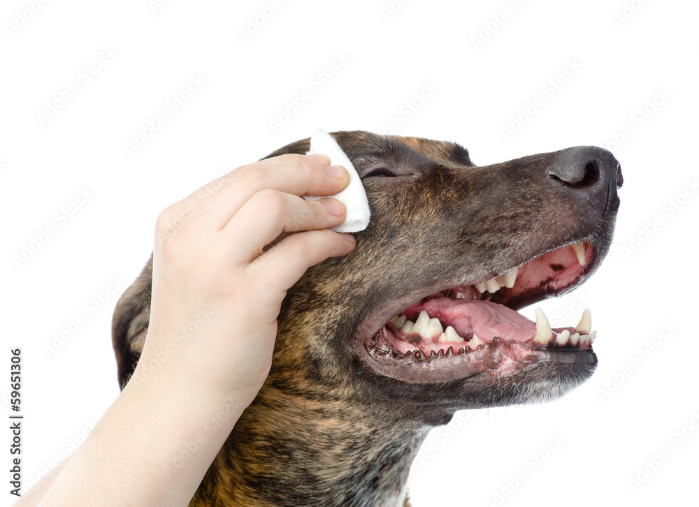 Veterinarian cleans eyes to a dog. isolated on white background