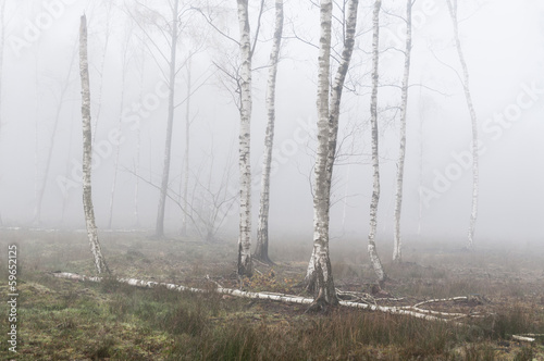 Fototapeta Silver birch trees in the fog