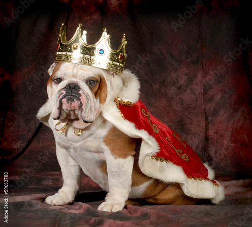 фотографія spoiled dog