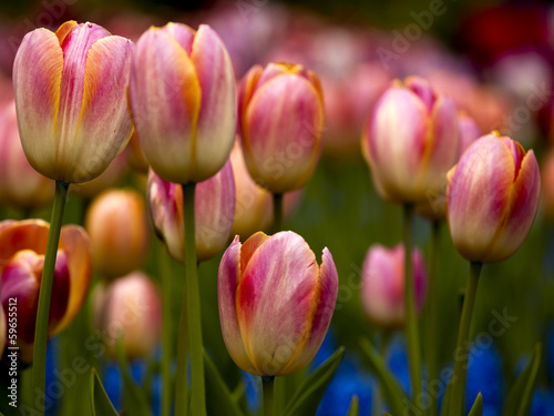 Tulips