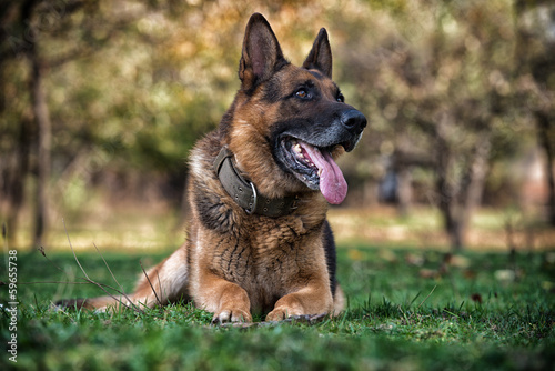 German Shephard Dog Laying