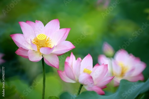 Pink Lotus with nice background