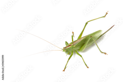 green grasshopper isolated on white background © ksi