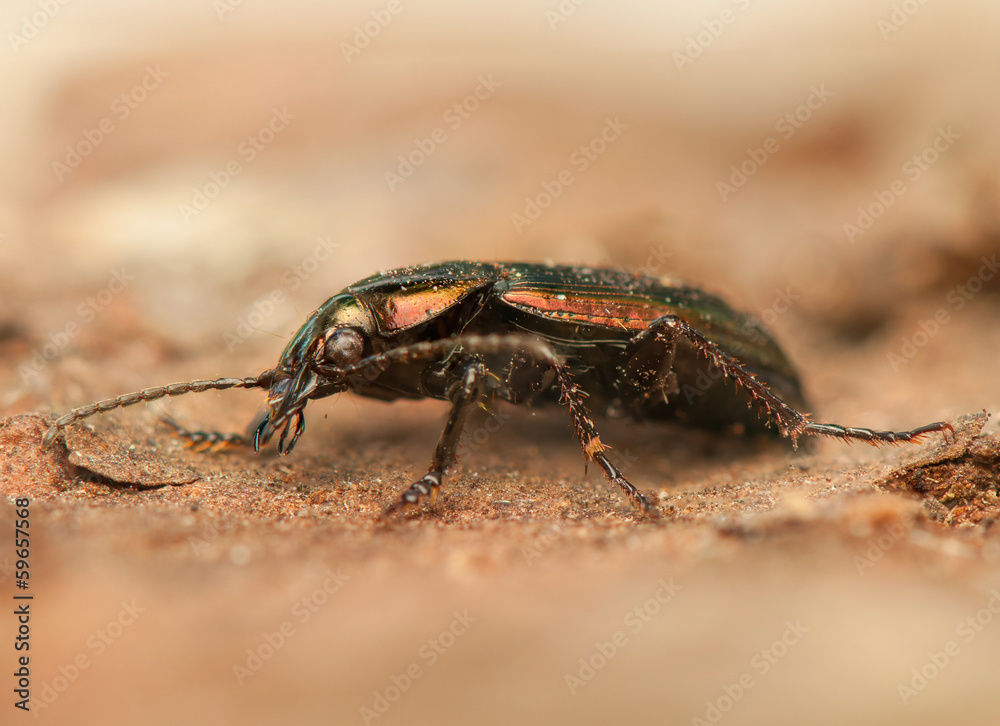 Beetle insect Beetle insect