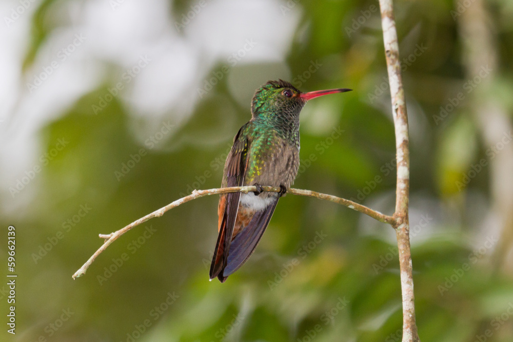 Obraz premium ryży buczący ptak
