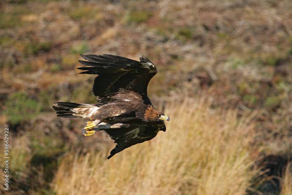 Obraz premium Golden eagle, Aquila chrysaetos