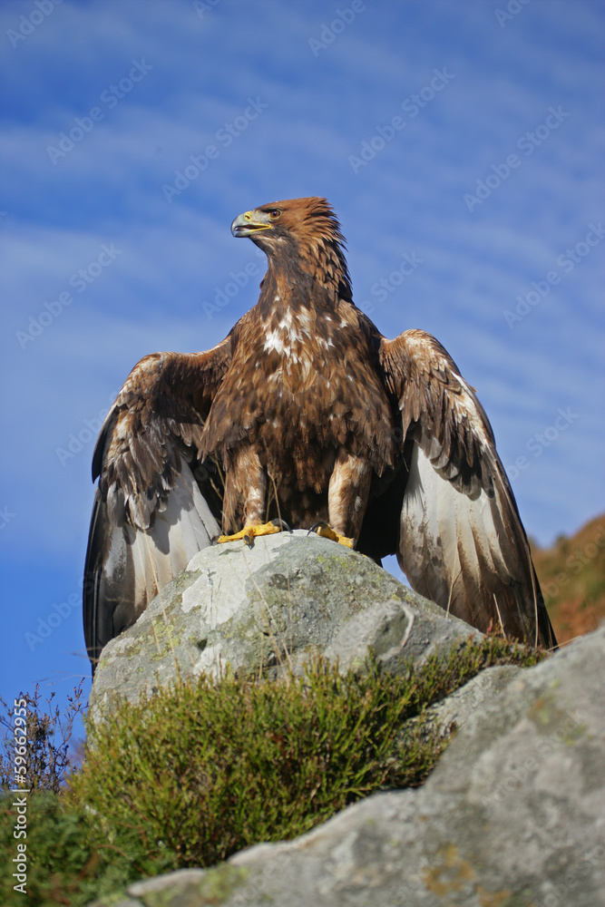 Naklejka premium Golden eagle, Aquila chrysaetos