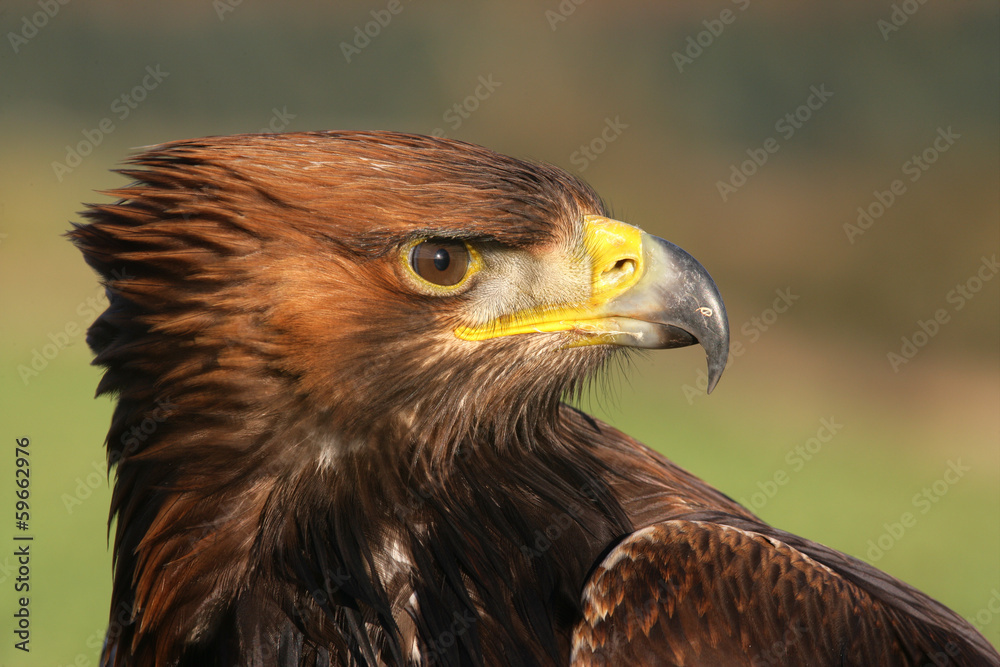 Fototapeta premium Golden eagle, Aquila chrysaetos
