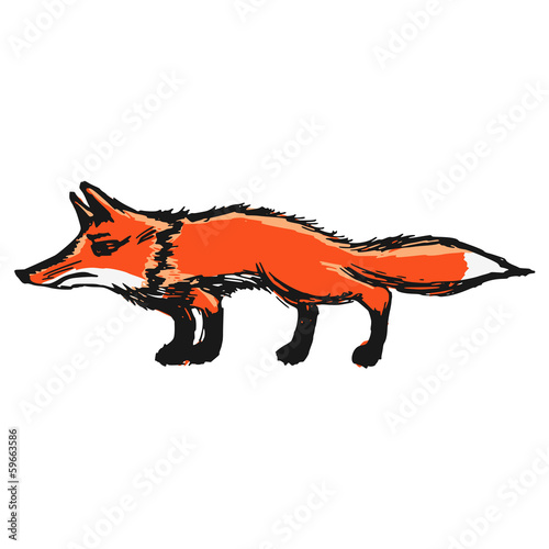 red fox