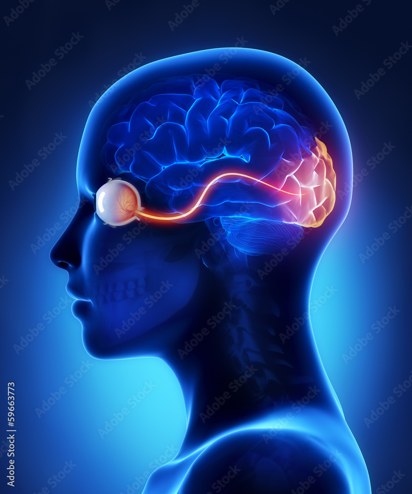 Obraz premium Eye and visual cortex nerves