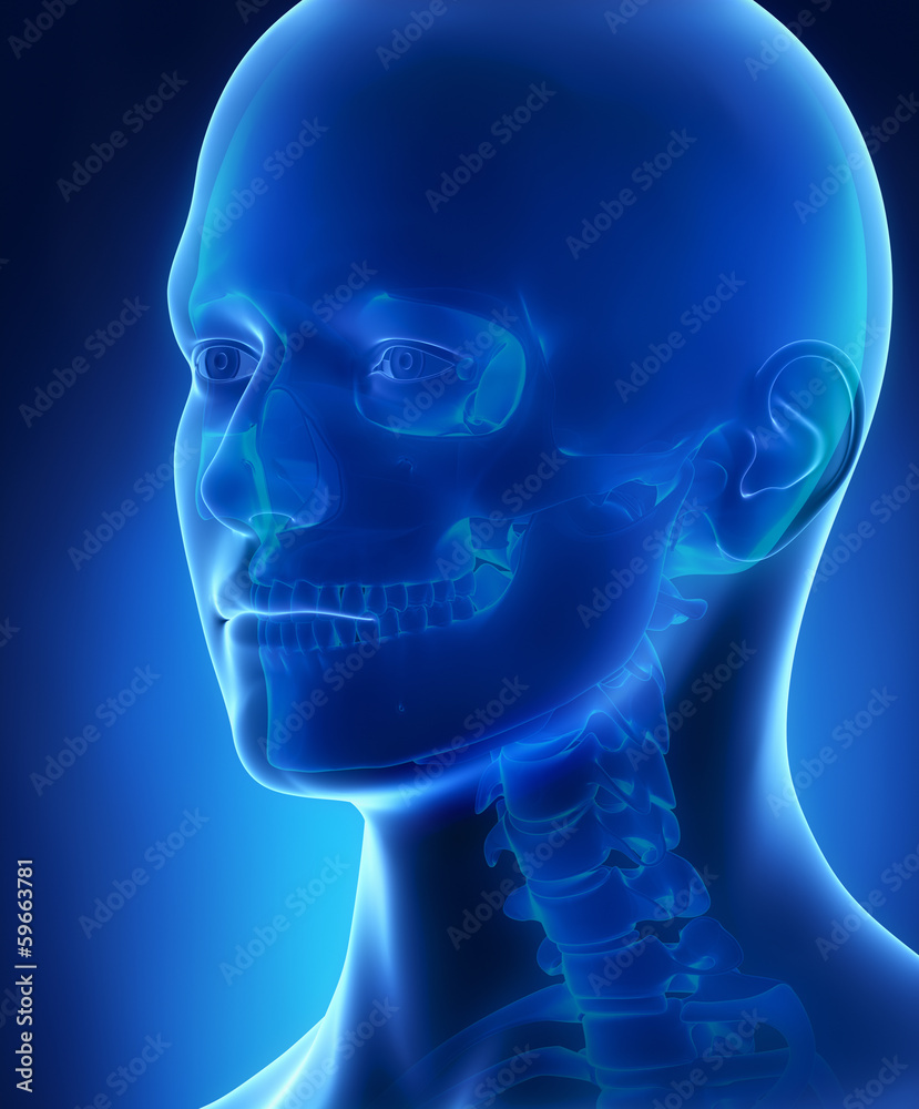 Head and skull anatomy