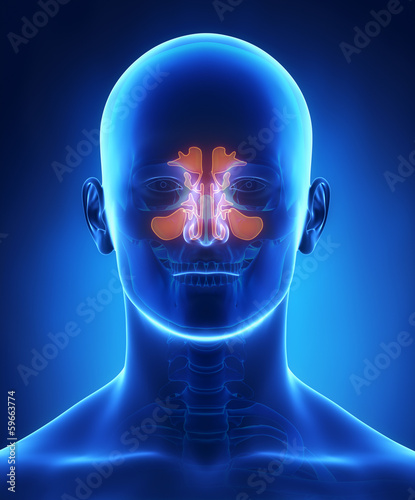 Sinus anatomy