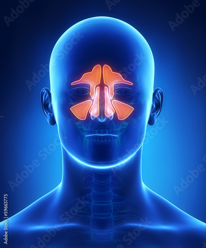 Sinuses anatomy
