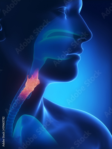 Larynx x-ray anatomy blue