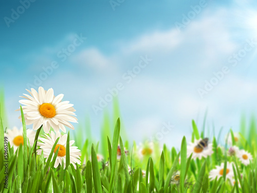 Bright summer afternoon. Natural backgrounds with beauty daisy f © Dmytro Tolokonov