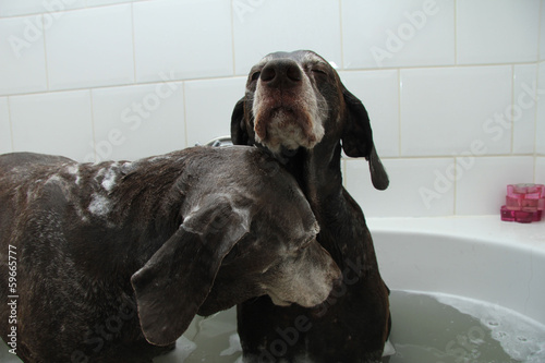 Dogs in the bathtub © Studio Porto Sabbia