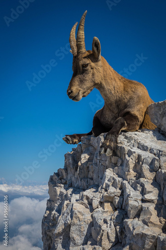 Ibex on mount Montasio in Julian Alps photo