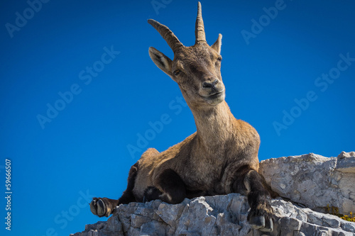 Ibex on mount Montasio in Julian Alps
